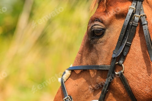 Preview: Closeup Of Majestic Graceful Brown Horse In Meadow Field. Tranquil Countryside Scene.
