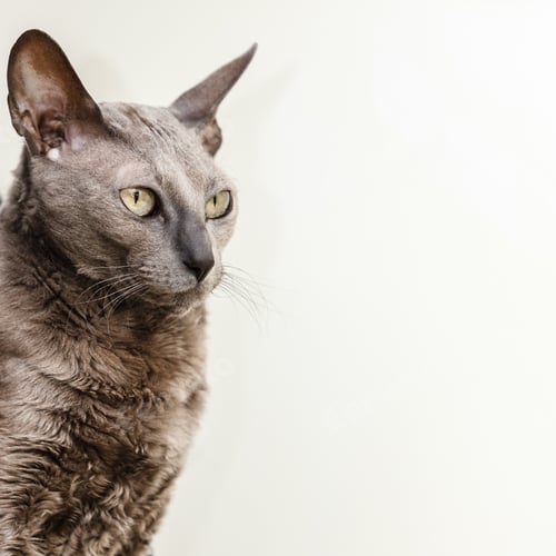 Preview: Animals At Home. Egyptian Mau Cat Portrait Indoor