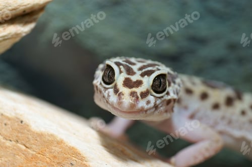 Preview: Leopard Gecko, Eublepharis Macularius. Tropical Lizard