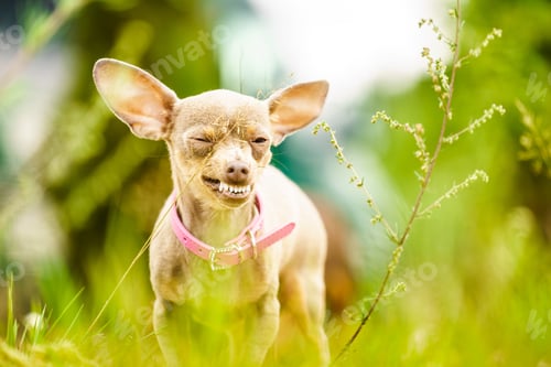 Preview: Little Pinscher Ratter Prazsky Krysarik Crossbreed Small Dog Playing Outside On Grass During Summer