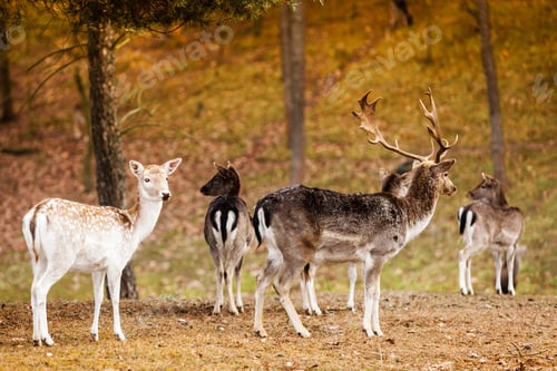 Preview: Herd Of Deer In The Wild. Deer Flock In Natural Habitat