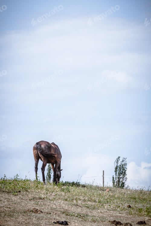 Preview: Brown Wild Horse On Meadow Idyllic Field. Agricultural Mammals Animals In Natural Environment.