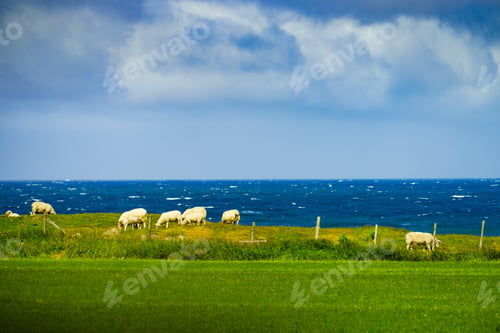 Preview: Sheeps Grazing On Green Meadow. South Norway, Coast Landscape.