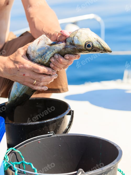 Preview: Fishing - Man Angler Cleaning Preparing Fish Aboard Boat, Outdoors. Cruelty To Animals.