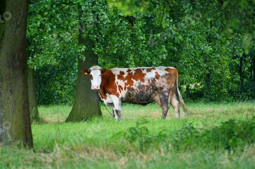 Preview: Cow In Green Field. Trees Background.