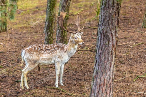 Preview: Young Male Fallow Deer Buck In Forest. Animals Beauty In Nature.
