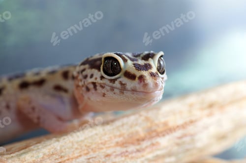 Preview: Leopard Gecko, Eublepharis Macularius. Tropical Lizard