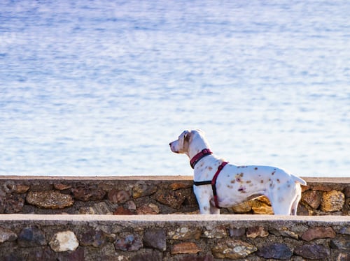 Preview: Dog Playing Outdoor. Animals And Pets