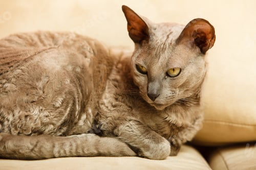 Preview: Animals At Home. Egyptian Mau Cat Relaxing On A Couch