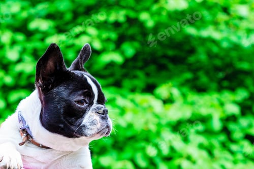 Preview: Animals Love, Pets Outside Concept. Little Cute Black And White French Bulldog Captured In Green