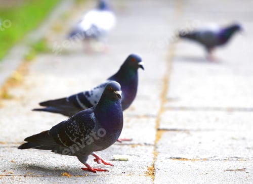 Preview: Hungry Pigeons Eating Bread In The City Street