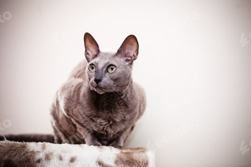 Preview: Animals At Home. Egyptian Mau Cat Portrait Indoor