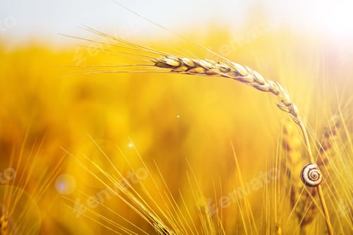 Preview: Closeup Of A Ripe Wheat With Lens Flare