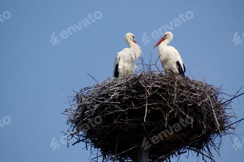 Preview: Two White Storks In The Nest On The Blue Sky. The Symbol Of Spring To Come, Symbol Of New Life.