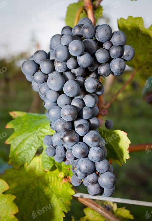 Preview: Ripe For Harvest.