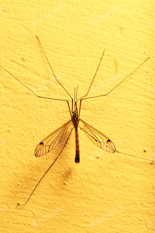 Preview: A Mosquito Sitting On Yellow Wall Indoor. Extreme Close-Up.