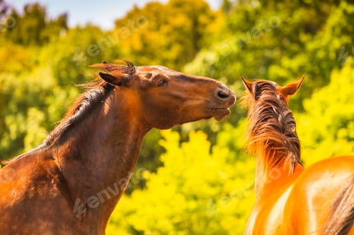 Preview: Two Brown Wild Horses On Meadow Idyllic Field. Agricultural Mammals Animals In Natural Environment.