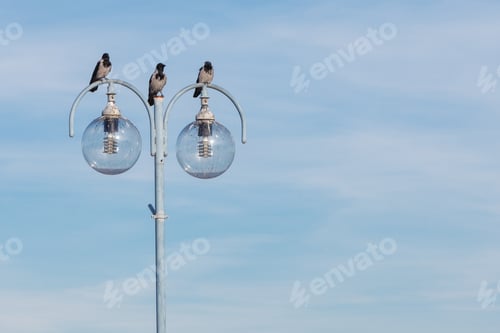 Preview: Birds Crows Resting On City Lamp Against Blue Sky. Urban Scene