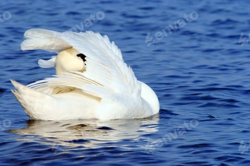 Preview: White Swan Swimming On Blue Water