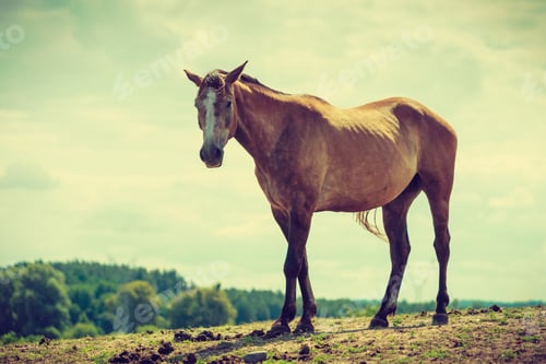 Preview: Brown Wild Horse On Meadow Idyllic Field. Agricultural Mammals Animals In Natural Environment.