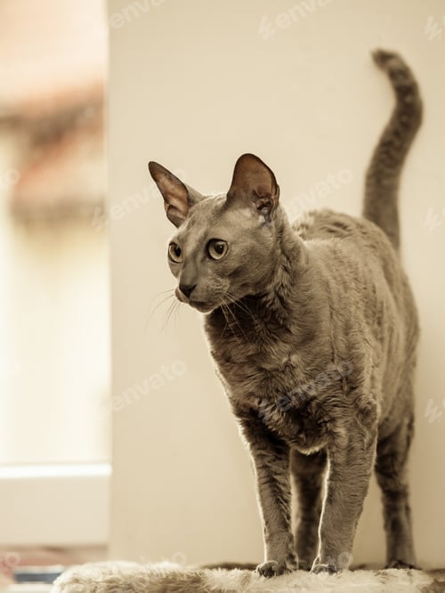 Preview: Animals At Home. Egyptian Mau Cat Portrait Indoor