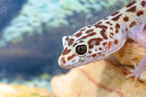 Preview: Leopard Gecko, Eublepharis Macularius. Tropical Lizard