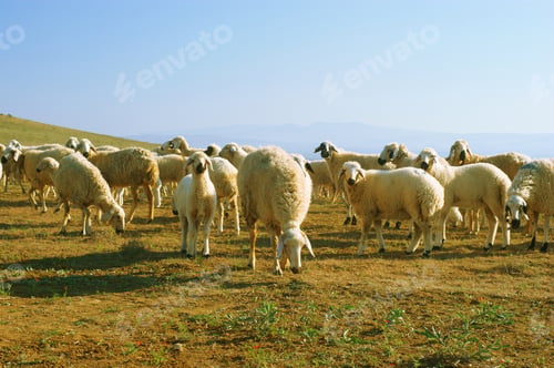 Preview: Graze A Flock Of Mountain Sheep