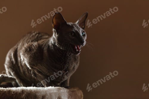 Preview: Animals At Home. Egyptian Mau Cat Portrait Indoor