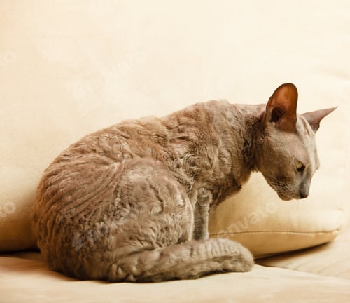 Preview: Animals At Home. Egyptian Mau Cat Relaxing On A Couch