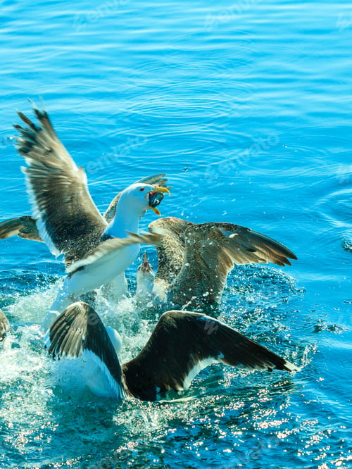 Preview: Animals Nature And Action. Flock Of Seagulls In Fight For Food In The Water.