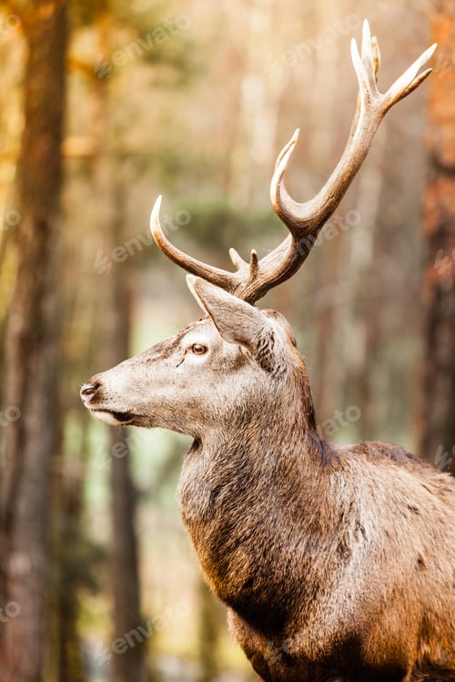 Preview: Majestic Powerful Adult Male Red Deer Stag In Autumn Fall Forest. Animals In Natural Environment
