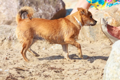 Preview: Animals And Pets Concept. Healthy Full Of Energy Dog Playing Outdoor. Cute Lovely Energetic Smiling
