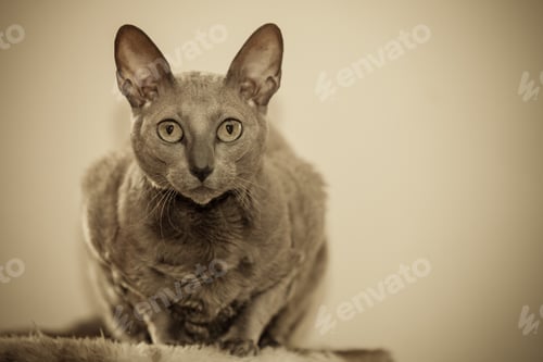 Preview: Animals At Home. Egyptian Mau Cat Portrait Indoor