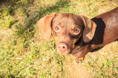 Preview: Little Dachshund Purebreed Long Bodied Short Legged Small Dog Playing Outside On Grass During