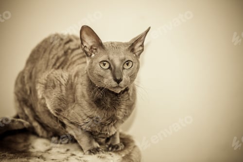 Preview: Animals At Home. Egyptian Mau Cat Portrait Indoor
