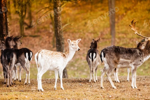 Preview: Herd Of Deer In The Wild. Deer Flock In Natural Habitat