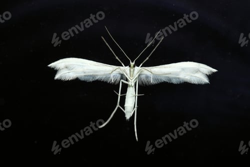 Preview: Moth Portrait Front View On Black Background