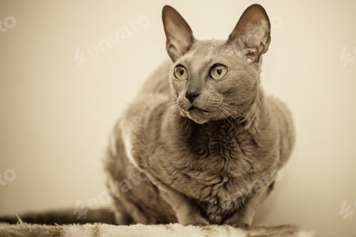 Preview: Animals At Home. Egyptian Mau Cat Portrait Indoor