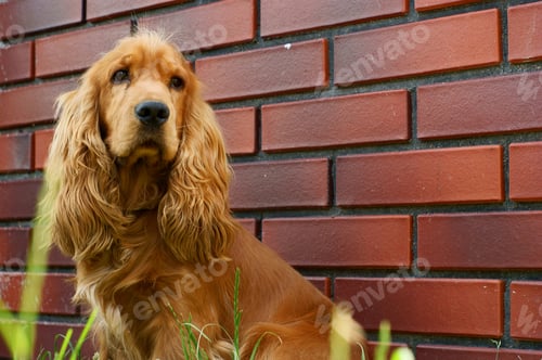 Preview: Cocker Spaniel