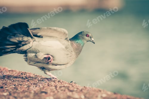 Preview: Wild Bird Grey Pigeon Dove Near Sea Water. Animals In Nature Outdoor.