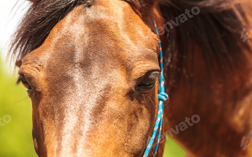 Preview: Closeup Of Majestic Graceful Brown Horse In Meadow Field. Tranquil Countryside Scene.