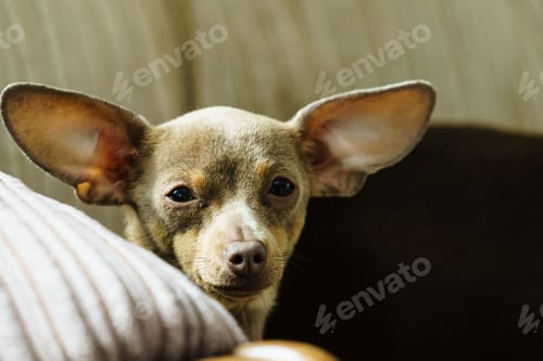 Preview: Little Pinscher Ratter Prazsky Krysarik Purebreed Small Dog Sitting Relaxing And Chilling On Sofa