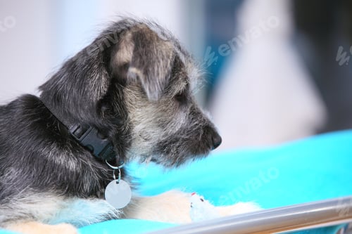 Preview: Animals At Home - Dog Cute Mutt Puppy Pet Laying On Bed Turquoise Blanket