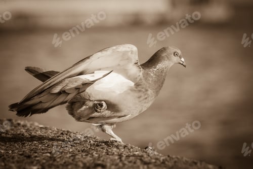 Preview: Wild Bird Grey Pigeon Dove Near Sea Water. Animals In Nature Outdoor.