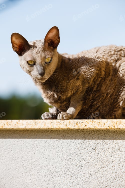 Preview: Animals At Home. Egyptian Mau Cat Sitting On The Balcony Outdoor
