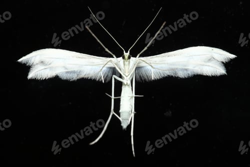 Preview: Moth Portrait Front View On Black Background
