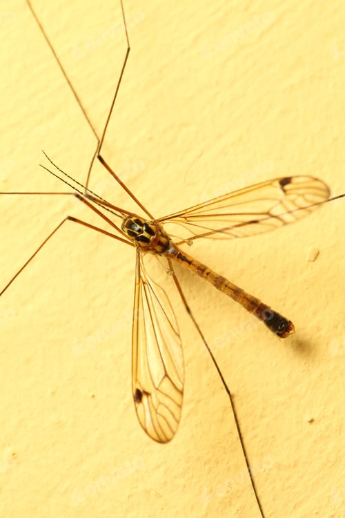 Preview: A Mosquito Sitting On Yellow Wall Indoor. Extreme Close-Up.