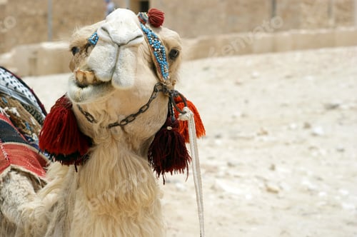 Preview: Portrait Of Camel In Harness