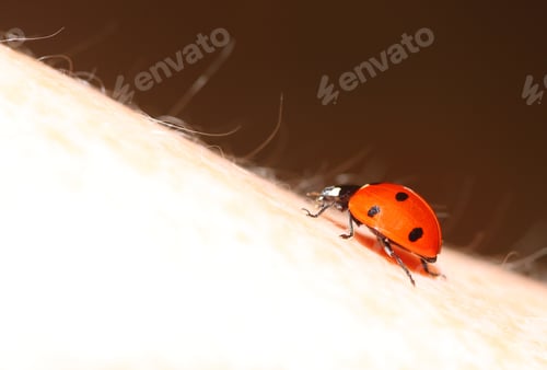 Preview: Red Ladybug On Woman Hand Ladybird Nature