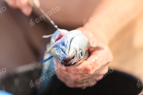Preview: Fishing - Man Angler Cleaning Preparing Fish Aboard Boat, Outdoors. Cruelty To Animals.